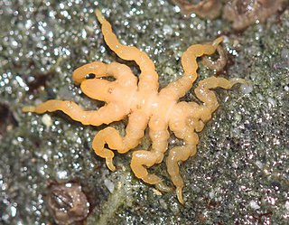 <i>Pycnogonum stearnsi</i> Species of sea spider