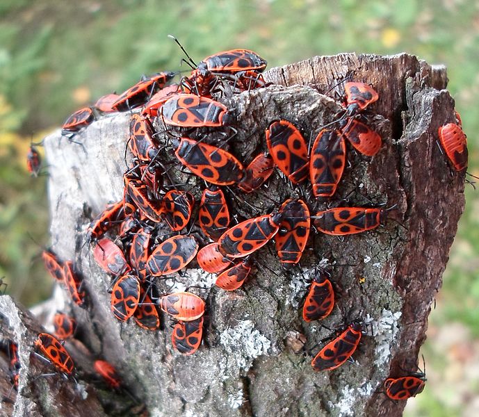 File:Pyrrhocoris apterus Божа кравичка.jpg