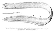 Miniatura para Heterenchelyidae