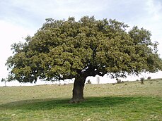 Quercus ilex.jpg