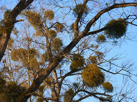 Gui dans les arbres