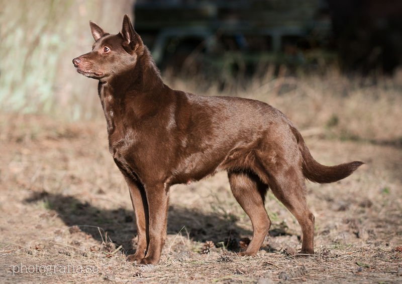 File:Röd kelpie.png