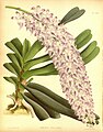 Aerides rosea (as syn. Aerides fieldingii) Plate 309 in: R.Warner - B.S.Williams: The Orchid Album (1882-1897)