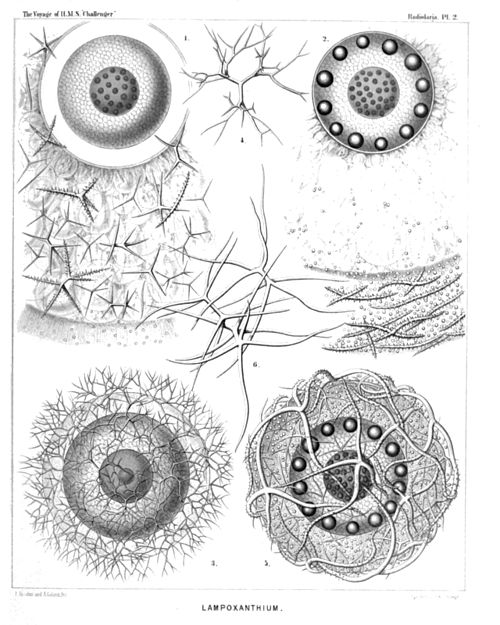 Plate 2.