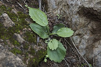 Oval, toothed leaves Ranunculus bullatus (4386830975).jpg