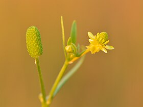 Ranunculus sceleratus - mürktulikas Keilas.jpg