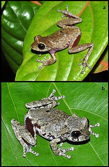 Raorchestes kakachi - Самец и самка кустарниковой лягушки Какачи.jpg