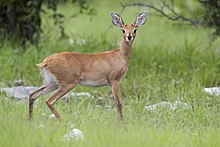 Самка Raphicerus campestris (Этоша, 2012) .jpg