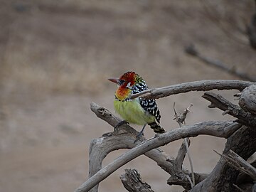 Red-and-yellow Barbet.jpg