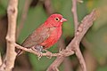 Red-billed firefinch (Lagonosticta senegala senegala) male.jpg