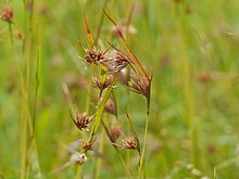 Dry spikelets, South Africa Red Grass (Themeda triandra) (13912868212).jpg