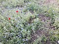 Red flower 2020 park arlington texas (3) 05.jpg