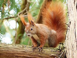 Red squirrel on tree branch.jpg