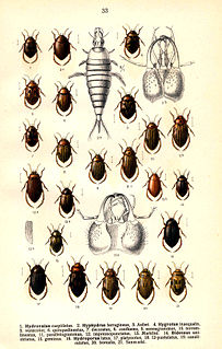 <i>Hygrotus impressopunctatus</i> Species of beetle