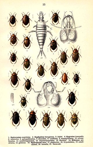 <i>Hygrotus impressopunctatus</i> Species of beetle