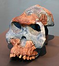 Vignette pour Australopithecus garhi