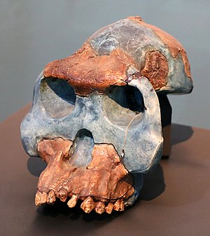 Resti di australopithecus garhi, da bouri in afar, 2,5 milioni di anni fa.jpg