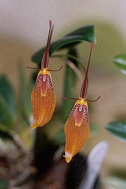 Elegant restrepia
(Restrepia elegans) Restrepia elegans.jpg