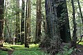 Alte Redwoods im Redwood-Nationalpark (Kalifornien)
