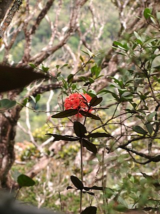 <i>Rhododendron fallacinum</i> Species of plant in the genus Rhododendron