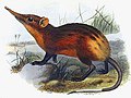 golden-rumped elephant shrew