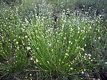 Rhynchospora alba