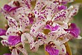 Rhynchostylis gigantea flowers