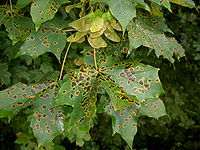 Rhytisma acerinum.jpg