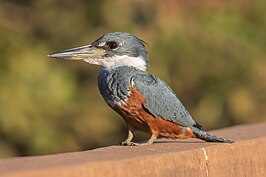 Amerikaanse reuzenijsvogel