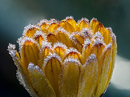 Marigold with hoarfrost