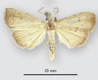 <i>Rivula stepheni</i> Species of moth