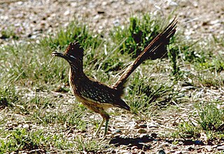 <span class="mw-page-title-main">Roadrunner</span> Genus of birds