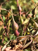 Rosa spithamea