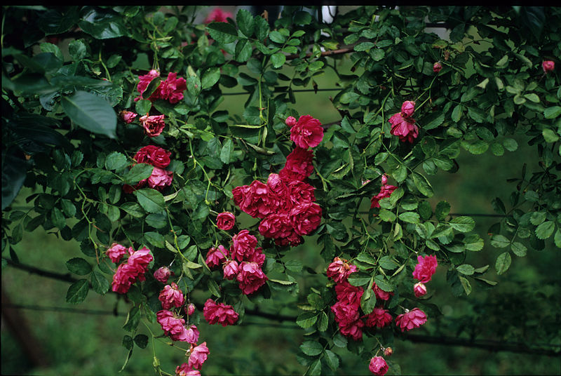 File:Roses 1.jpg