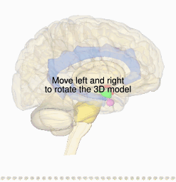 Rotating brain colored.svg12:10, 17 June 2016