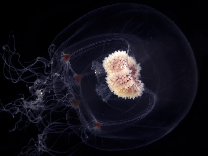 File:Roundy jellyfish.jpg