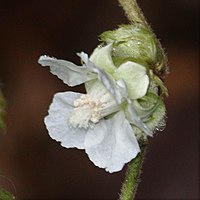 葉腋に白い花をつける