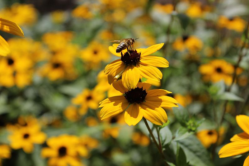 File:Rudbeckia triloba 03.JPG