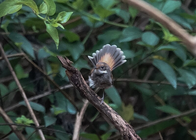 File:Rufous Fantail (31939310570).jpg