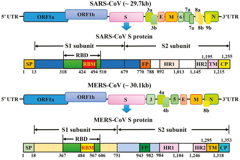 Colorful image of SARS-CoV MERS-CoV genome organization and S-protein domains