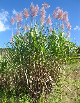 Generelt billede af en gruppe blomstrende planter, Mozambique