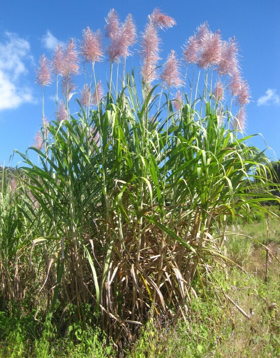 Г сахарный тростник. Saccharum officinarum. Saccharum сахарный тростник. Сахарный тростник растение. Копьевидный тростник.