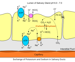 Saliva secretion duct.svg