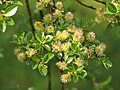 Salix arbuscula, Wierzba skandynawska, 2016-05-02