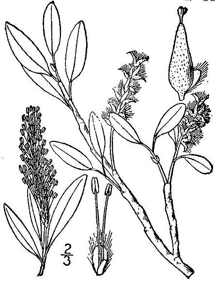 File:Salix phlebophylla(01).jpg