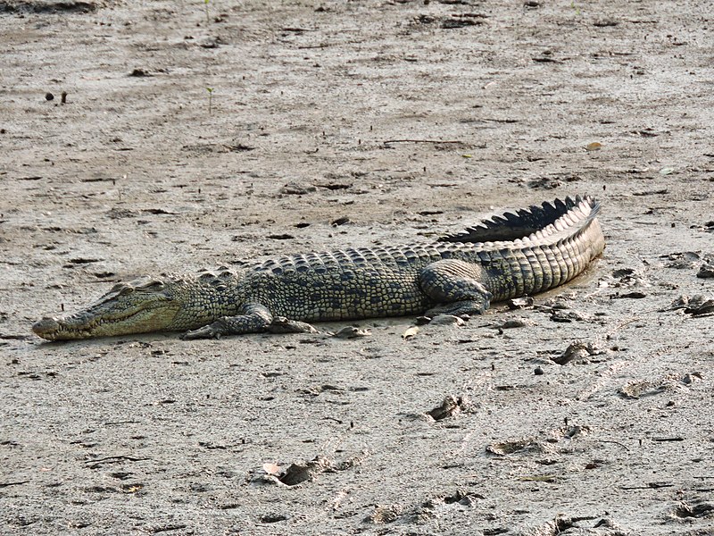 File:SaltwaterCrocodile.jpg