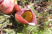 Sarracenia purpurea, St-Narcisse, Quebec, Canada Sarracenia purpurea 009.jpg