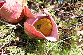 Sarracenia purpurea Linné. — Sarracénie pourpre.