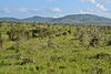 Savanna towards the south-east from the south-west of Taita Hills Game Lodge within the Taita Hills Wildlife Sanctuary in Kenya.jpg