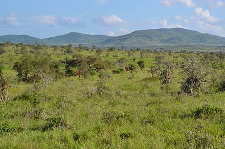 Acacia savanna, Taita Hills Wildlife Sanctuary, Kenya.